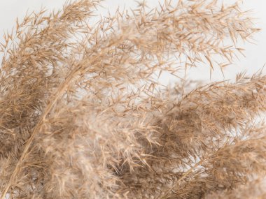 Dry beige reed on a white wall background. Beautiful nature trend decor. Minimalistic neutral concept