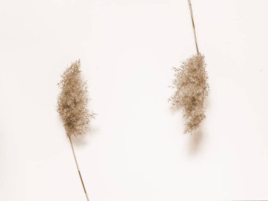 Beyaz arka planda kuru bej kamış. Güzel doğa akımı dekoru. Minimalist nötr konsept. Çerçeve