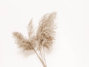 Dry beige reed on a white wall background. Beautiful nature trend decor. Minimalistic neutral concept. Frame clipart