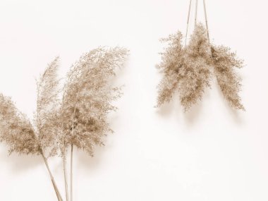 Beyaz arka planda kuru bej kamış. Güzel doğa akımı dekoru. Minimalist nötr konsept. Çerçeve