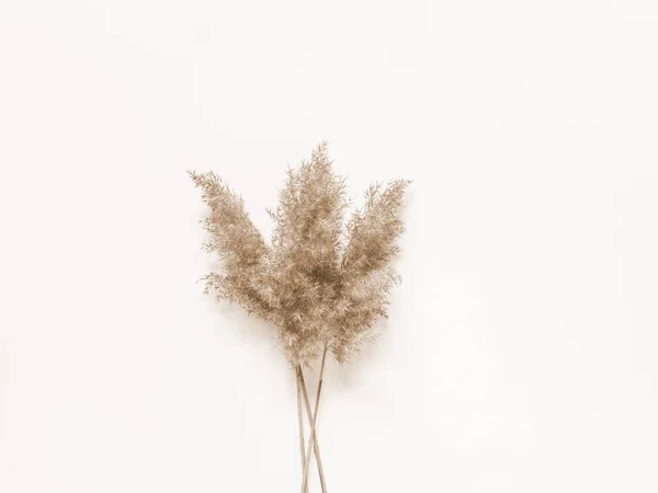 Beyaz arka planda kuru bej kamış. Güzel doğa akımı dekoru. Minimalist nötr konsept. Çerçeve