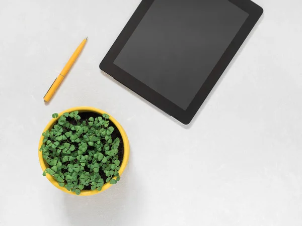Arbeitsplatzzubehör für das Online-Arbeiten. Tablet, Stift, Blumentopf mit frischem mikrogrünem Basilikum auf weißem Hintergrund — Stockfoto