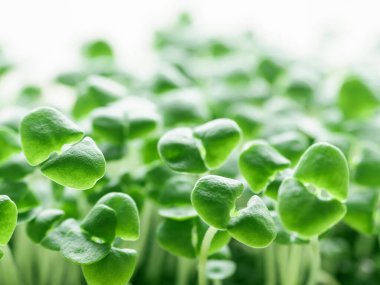 Yakın plan mikro yeşil fesleğen. Makro doğal trend geçmişi. Taze filizler, filizler. Sağlıklı organik vejetaryen yemekleri