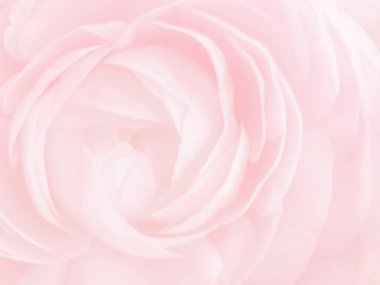 Pembe çiçek arkaplanı bulanıklaştırdı. Yakın plan gül yumuşak pastel rengi. Güzellik hassasiyeti kavramı.