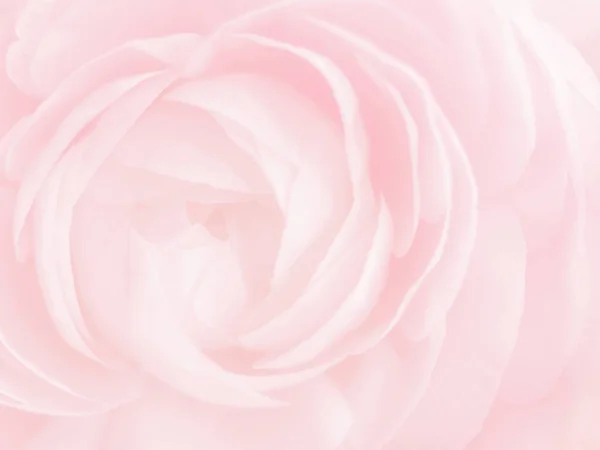 Flor Rosa Fondo Borroso Primer Plano Rosa Suave Color Pastel — Foto de Stock
