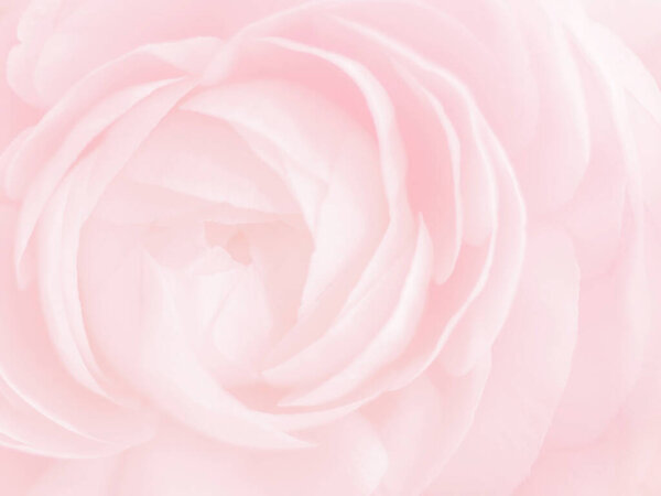 Pink flower blurred background. Close-up rose soft pastel color. Beauty tenderness concept.