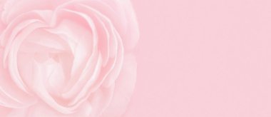 Kalp şeklinde pembe gül. Çiçek bulanık kartpostal arkaplanı. Kapalı taç yaprakları yumuşak pastel renk. Güzellik, şefkat, aşk konsepti