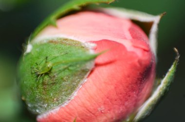 Rosa Pimpollo Vista de Cerca