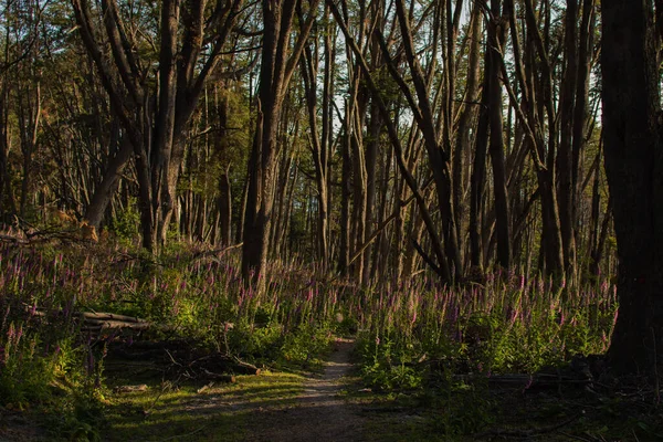 Naturpark Süden Argentiniens — Stockfoto