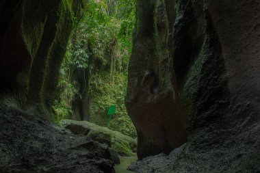 Doğal parkın tropikal manzarası