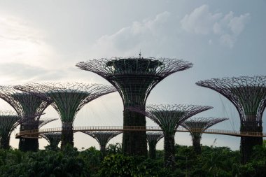 Singapur 'dan botanik bahçesi