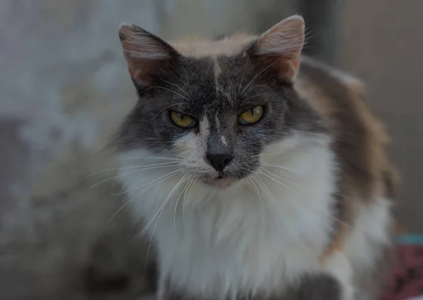 Fondo Retrato Gato Addorable — Foto de Stock