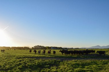 bir çiftlikten panoramik görünüm