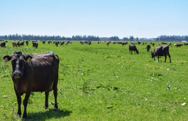Yeni Zelanda 'da panoramik çiftlik manzaralı inekler