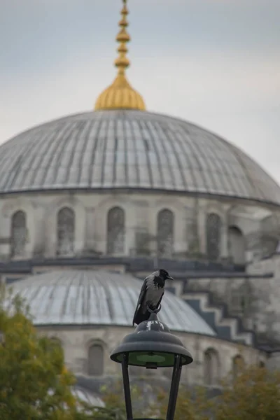 Αρχιτεκτονική Και Πουλί Από Γαλοπούλα Istanbul — Φωτογραφία Αρχείου