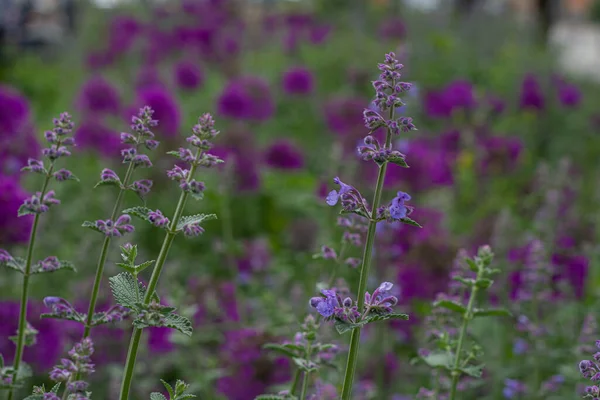 Fondo Flor Violeta Parque — Foto de Stock