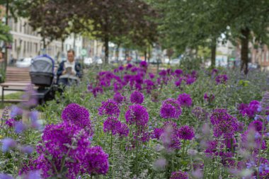 Parkta mor çiçek arkaplanı