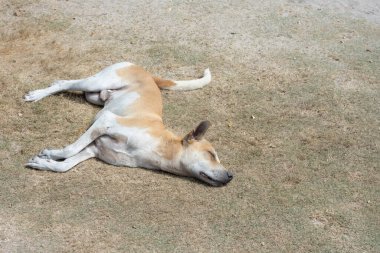 panoramik plaj manzarası, palawan, filipinler 