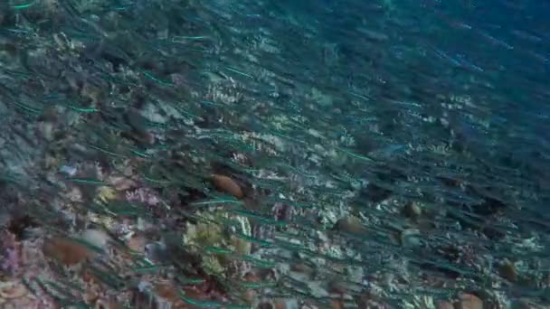 Риба під водою, корона, філіппіни — стокове відео