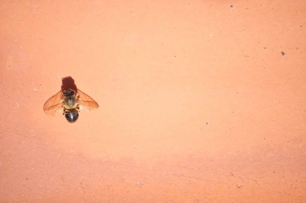 View Copy Space Dead Honey Bee Bee Dying Pesticide Chemicals — Stock Photo, Image