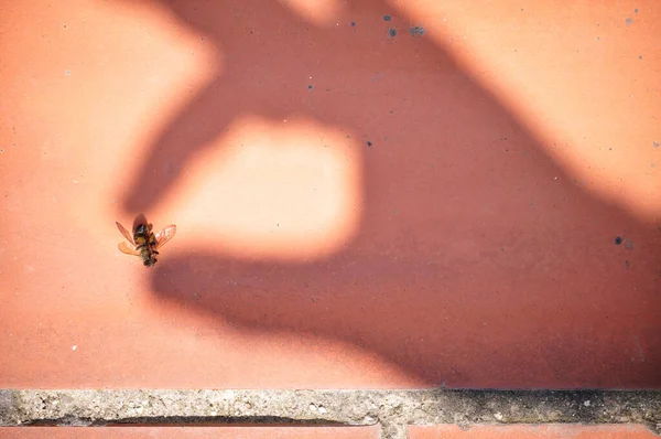 Концептуальні Образи Тіні Людської Руки Захоплює Мертву Бджолу Вбиту Через — стокове фото