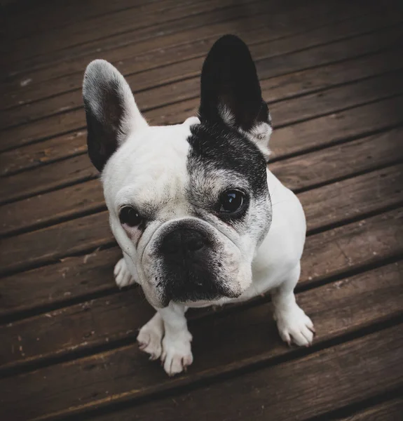 Retrato de Bulldog Frances