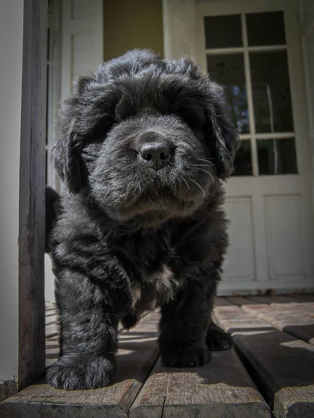 Retrato Cachorro Perro Terranova Macho — Foto de Stock