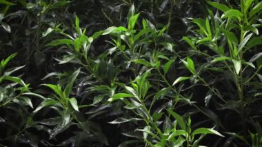 Yağmurlu bir gün, yeşil bitkiler