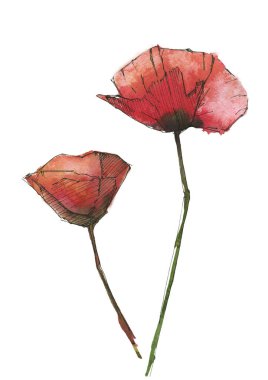 Beyaz zemin üzerine suluboya haşhaş çiçekleri