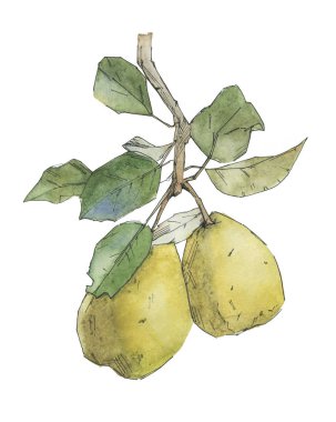 Beyaz zemin üzerine suluboya armut