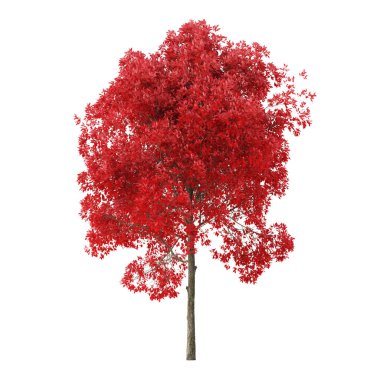 Tree on a white background. Tree with red foliage. Clipping path included. 3D rendering.