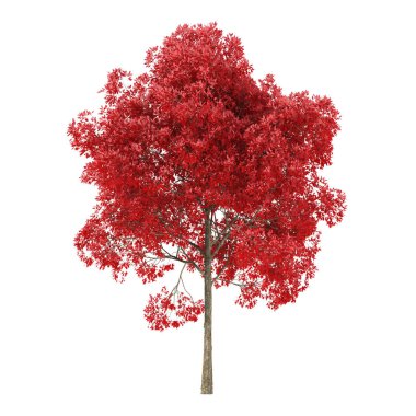 Tree on a white background. Tree with red foliage. Clipping path included. 3D rendering.