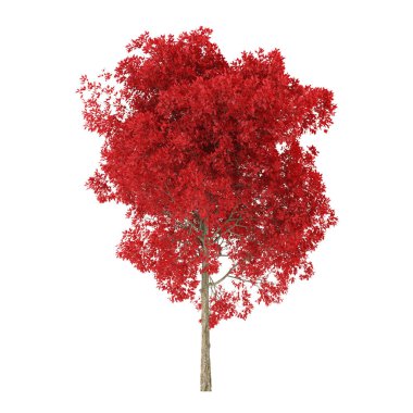 Tree on a white background. Tree with red foliage. Clipping path included. 3D rendering.