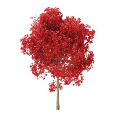 Tree on a white background. Tree with red foliage. Clipping path included. 3D rendering.