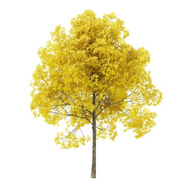 Tree on a white background. Tree with yellow foliage. Clipping path included. 3D rendering.