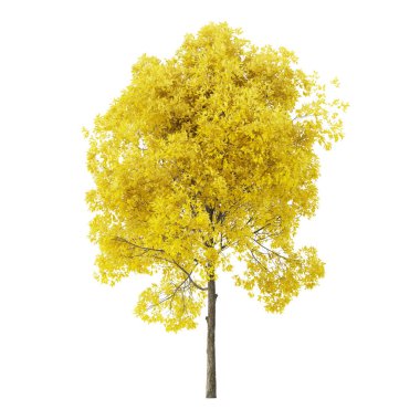 Tree on a white background. Tree with yellow foliage. Clipping path included. 3D rendering.
