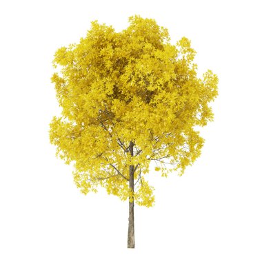Tree on a white background. Tree with yellow foliage. Clipping path included. 3D rendering.