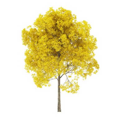 Tree on a white background. Tree with yellow foliage. Clipping path included. 3D rendering.