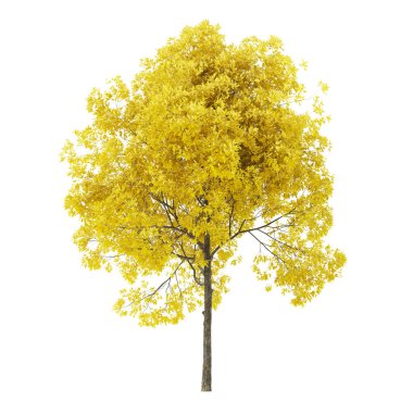 Tree on a white background. Tree with yellow foliage. Clipping path included. 3D rendering.