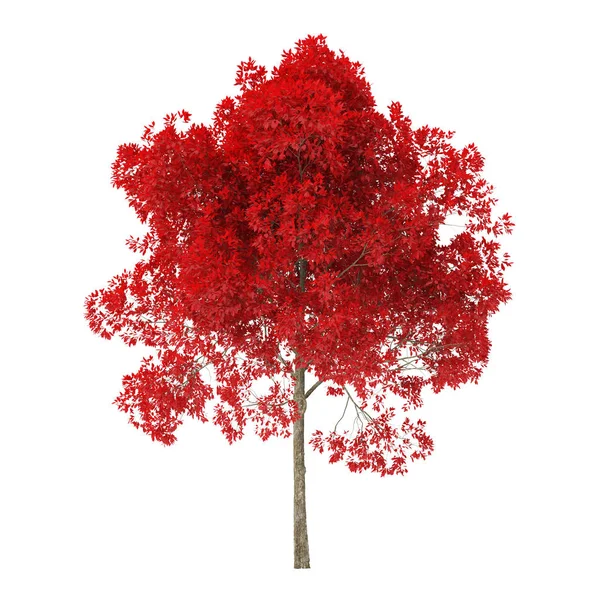 Tree White Background Tree Red Foliage Clipping Path Included Rendering — ストック写真