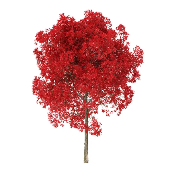 Drzewo Białym Tle Drzewo Czerwonymi Liśćmi Ścieżka Wycinania Wliczona Renderowanie — Zdjęcie stockowe