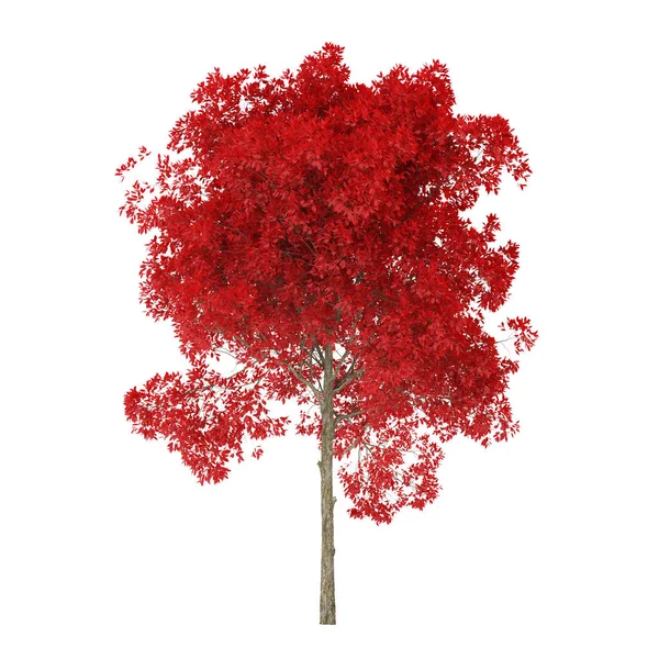 Árbol Sobre Fondo Blanco Árbol Con Follaje Rojo Recorte Ruta —  Fotos de Stock