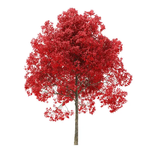 Tree White Background Tree Red Foliage Clipping Path Included Rendering — ストック写真