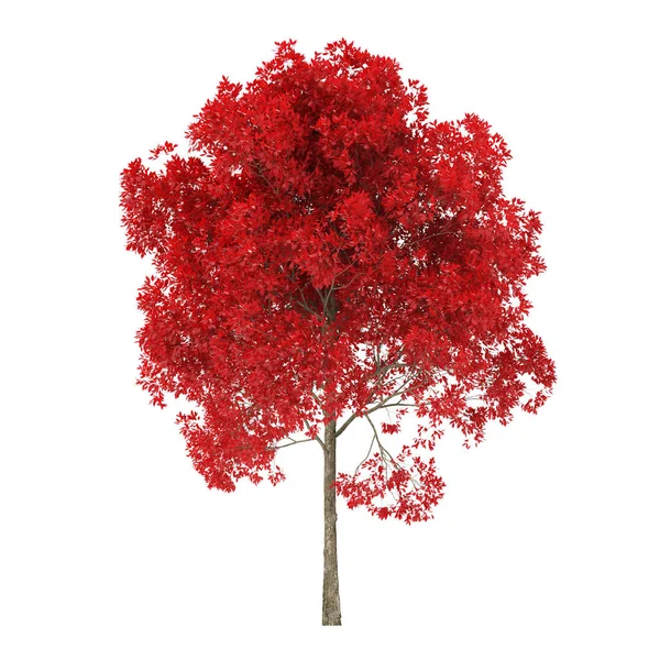 Tree White Background Tree Red Foliage Clipping Path Included Rendering — ストック写真
