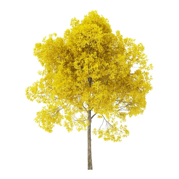 Tree White Background Tree Yellow Foliage Clipping Path Included Rendering — Stok fotoğraf