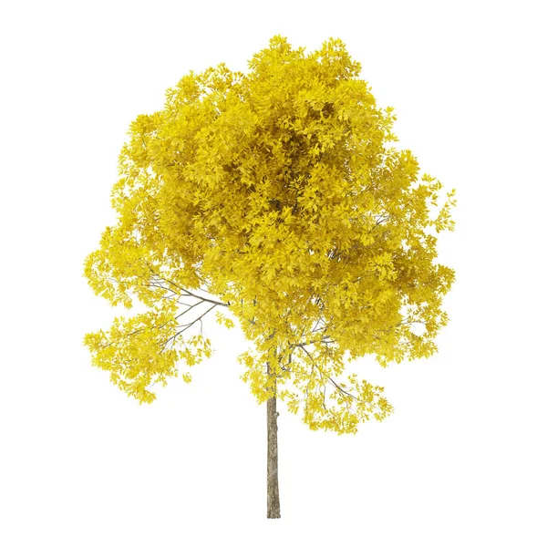 Tree White Background Tree Yellow Foliage Clipping Path Included Rendering — ストック写真