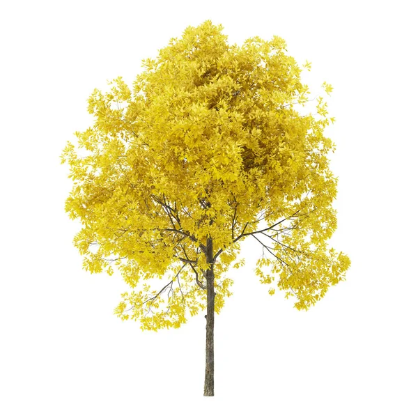 Tree White Background Tree Yellow Foliage Clipping Path Included Rendering — ストック写真