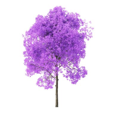 Beyaz arka planda bir ağaç. Mor yapraklı ağaç. Kırpma yolu dahil. 3d oluşturma.