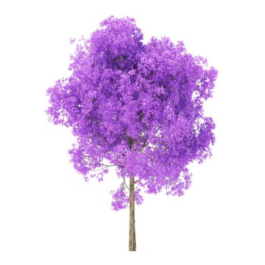 Beyaz arka planda bir ağaç. Mor yapraklı ağaç. Kırpma yolu dahil. 3d oluşturma.