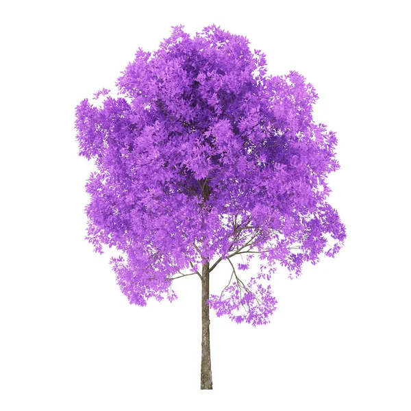 白色背景上的树 有紫色叶子的树 包括收割路径 3D渲染 — 图库照片